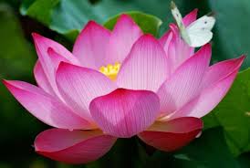 lotusflower